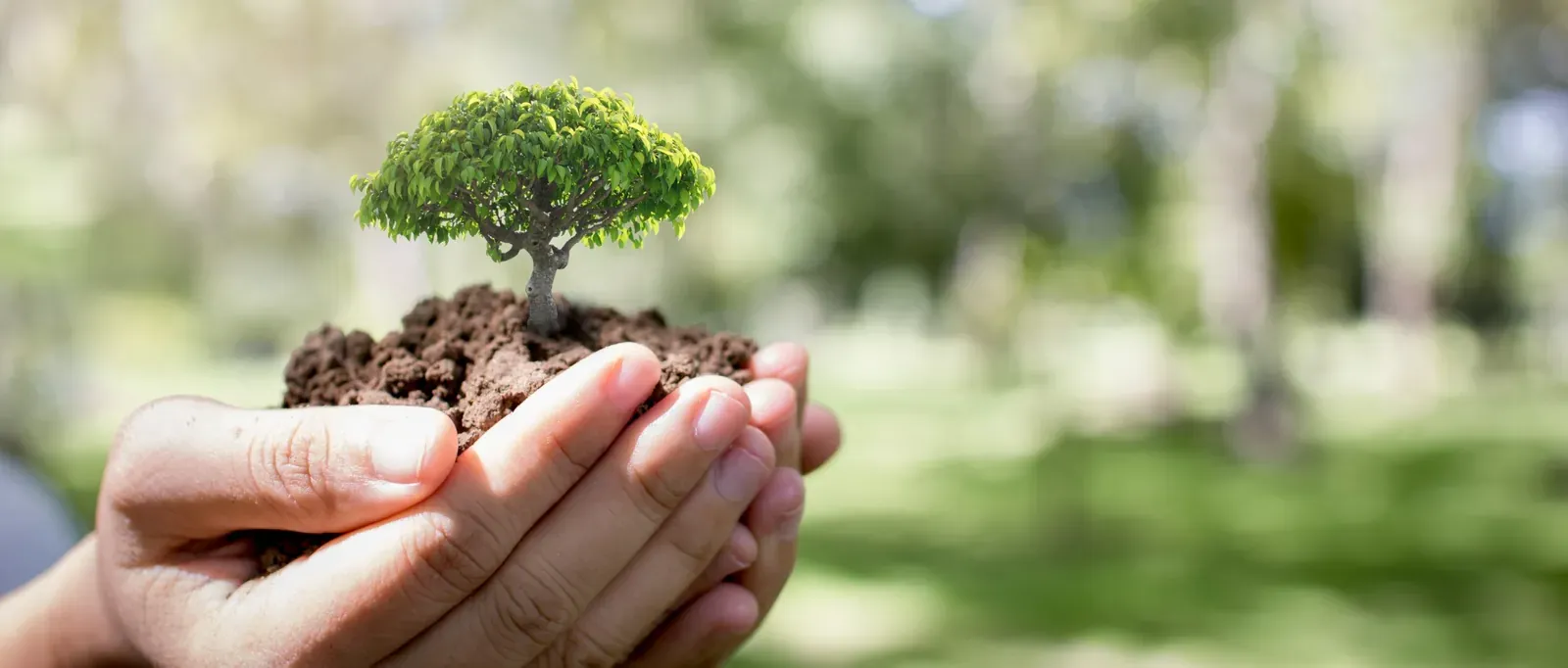 Manos sosteniendo un árbol como símbolo del desempeño ambiental